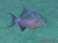 scuba diving photo