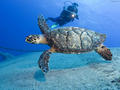 scuba diving photo