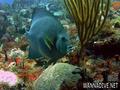 scuba diving photo