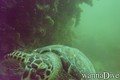 scuba diving photo