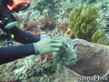 scuba diving photo