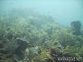 scuba diving photo