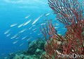 scuba diving photo