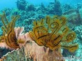 scuba diving photo