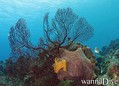 scuba diving photo