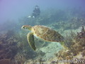 scuba diving photo