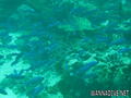 scuba diving photo