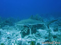 scuba diving photo