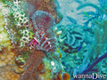 scuba diving photo