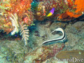 scuba diving photo