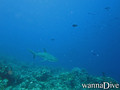 scuba diving photo