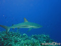 scuba diving photo