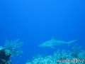 scuba diving photo