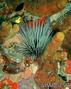 scuba diving photo