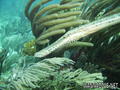 scuba diving photo
