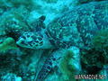 scuba diving photo