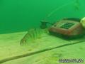 scuba diving photo