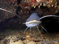 scuba diving photo