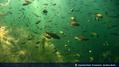 scuba diving photo