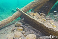 scuba diving photo