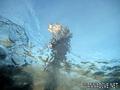 scuba diving photo