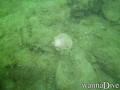 scuba diving photo