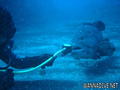 scuba diving photo