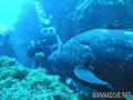 scuba diving photo