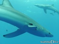 scuba diving photo