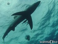 scuba diving photo