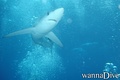 scuba diving photo