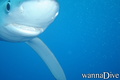 scuba diving photo