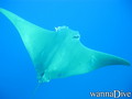 scuba diving photo