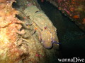 scuba diving photo