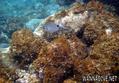 scuba diving photo
