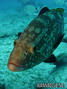 scuba diving photo