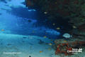 scuba diving photo