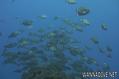 scuba diving photo