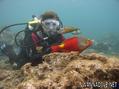 scuba diving photo