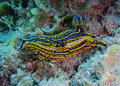 scuba diving photo