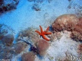 scuba diving photo