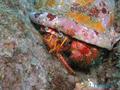 scuba diving photo