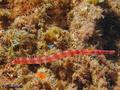 scuba diving photo