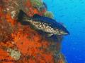 scuba diving photo