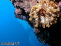 scuba diving photo