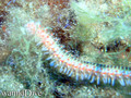 scuba diving photo