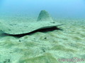scuba diving photo