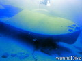 scuba diving photo