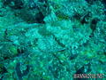 scuba diving photo