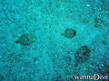 scuba diving photo
